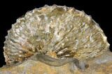 Fossil (Jeletzkytes) Ammonite - South Dakota #129526-4
